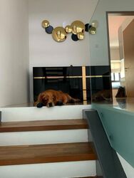 Serangoon Garden Estate (D19), Semi-Detached #508562501